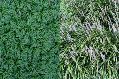 Monkey grass vs mondo grass, what's the difference?