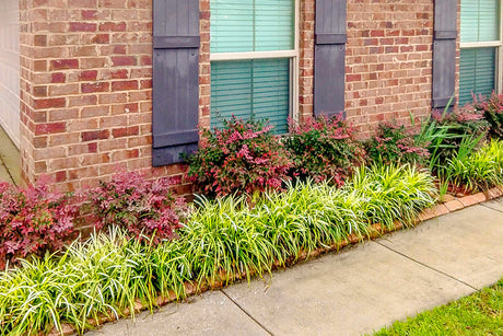 variegated liriope grass planted along a sidewalk and in between the brick house and sidewalk
