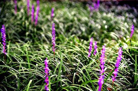 purple blooming liriope groundcover grass 