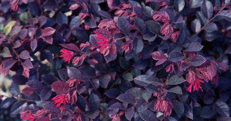 purple loropetalum foliage with reddish pink flowers tassles
