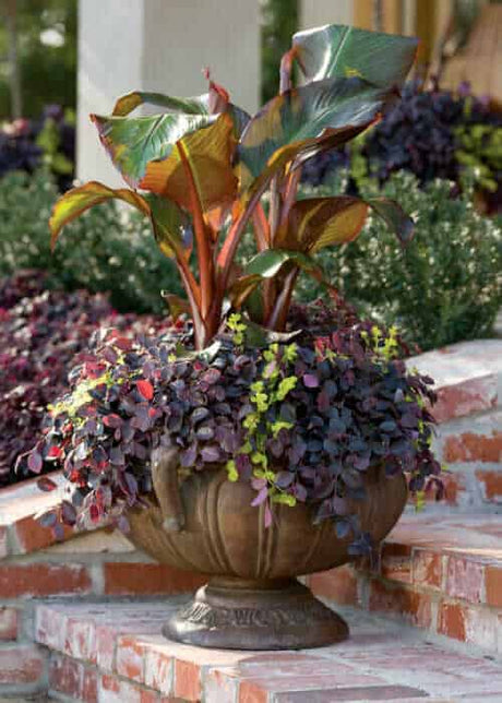 Banana Ensete in decorative container