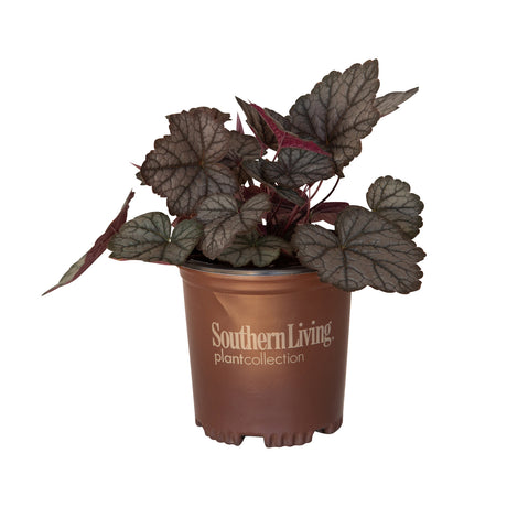twilight heucherella foamy bells for sale with green and purple leaves in a southern living plant pot on a white background