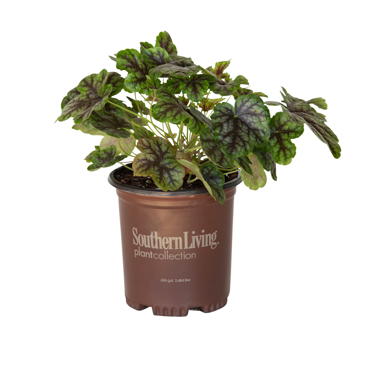 2.5 Quart Tapesty Heucherella with purple and green foliage in a brown southern living plant collection pot on a white background