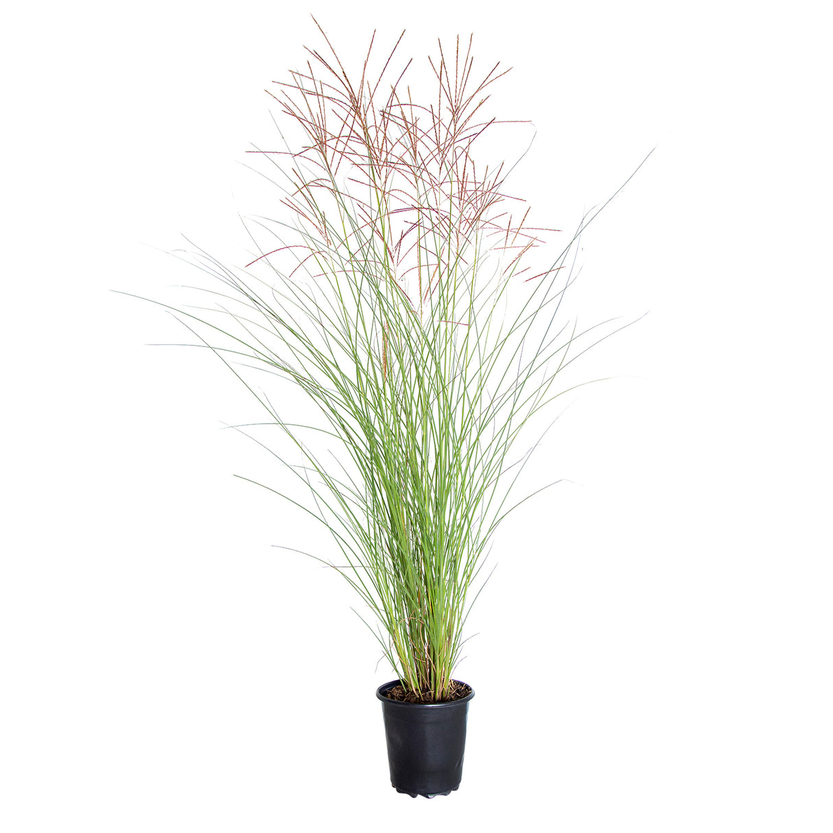 2.5 Quart Maiden Grass with reddish pink tips and long flowing green foliage in a black nursery pot on a white background