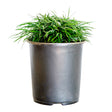 2.5 Quart Dwarf Mondo Grass for sale with strappy green foliage in a black pot on a white background