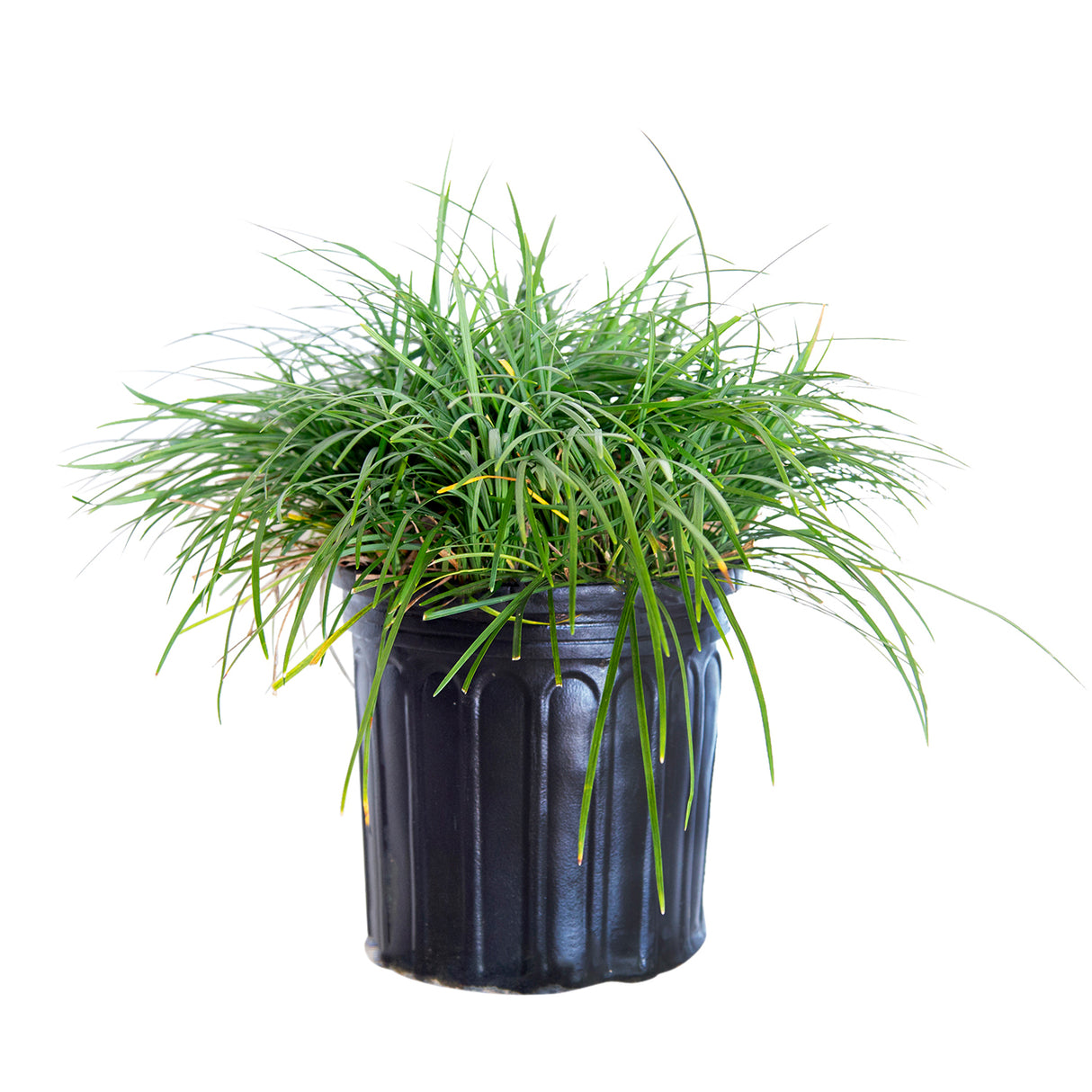 2.5 Quart Mondo Grass for sale with strappy green foliage in a black nursery pot on a white background