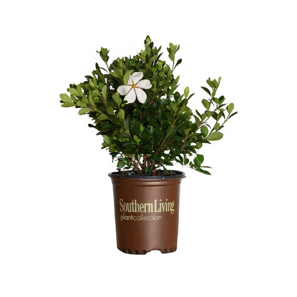 1 Gallon Scentamazing Gardenia for sale with white flower and dark green foliage in a Southern Living Plant Collection Pot on a white background