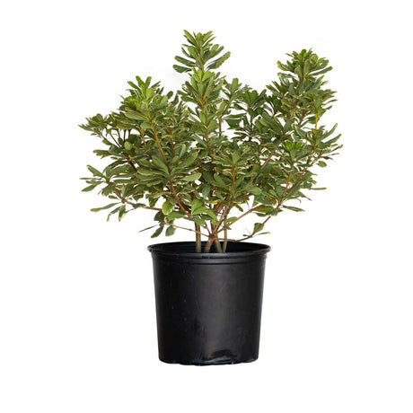 2.5 Gallon Variegated Pittosporum for sale with glossy cream and green colored leaves in a black nursery pot on a white background