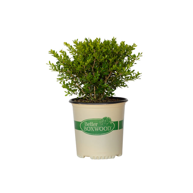 2 Gallon Skylight Boxwood for sale with green foliage in a tan Better Boxwood pot on a white background