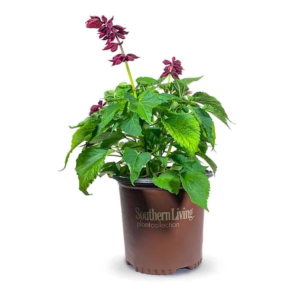 2 Gallon Saucy Wine Salvia for sale with purple flower stalks and bright green foliage in a brown Southern Living Plant Collection pot on a white background