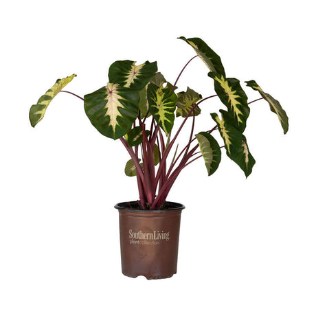 2 Gallon Waikiki Colocasia with variegated green and cream foliage in a brown southern living plant collection pot on a white background