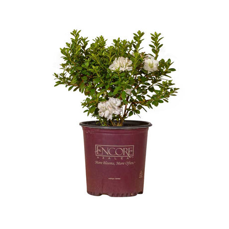 2 Gallon Autumn Moonlight Encore Azalea with white flowers and evergreen foliage in a maroon Encore Azalea container on a white background