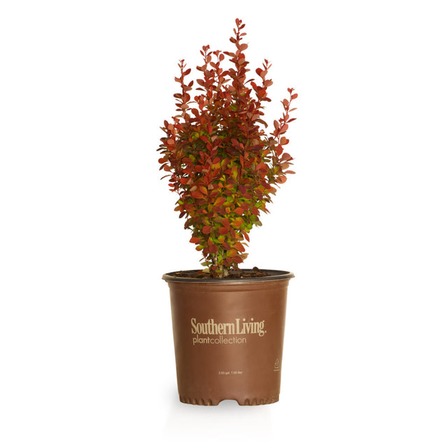 2 Gallon Orange Rocket Barberry for sale with red, orange and green leaves in a vertical growth habit in a brown Southern Living Plant Collection pot on a white background
