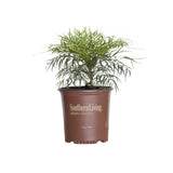 2 Gallon Soft Caress Mahonia with feathery green leaves in a brown Southern Living Plant Collection pot on a white background