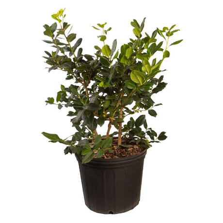 2.5 Gallon Nellie Stevens Holly with spikey, glossy green foliage in a black nursery pot on a white background