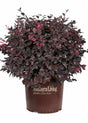 3 Gallon Red Diamond Loropetalum for sale with purple foliage and pink flowers in a brown Southern Living Plant Collection pot on a white background