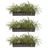 variegated liriope grass with purple blooming flowers in 1 inch liners. 18 per pack