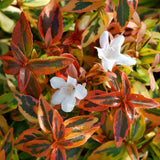 orange red and green abelia foliage and a pure white bloom