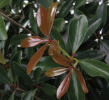 LeAnn Cleyera foliage closeup with bronze and deep green leaves. The leaves are glossy and rounded at the tips