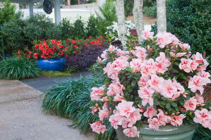 Pink Encore Azalea flowers in a container surrounded by grasses and shrubs