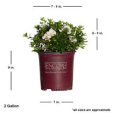 2 gallon Encore Azalea Autumn Ivory with dimensions. Autumn Ivory is 8-9" tall when shipped