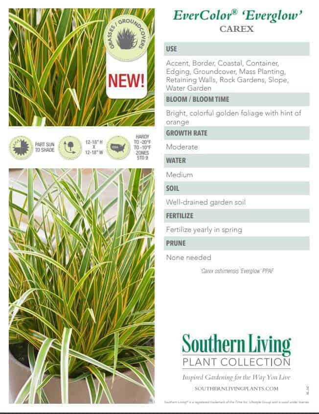 Product info sheet for everglow carex