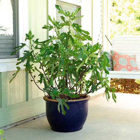 fig plants on front porch in a blue container