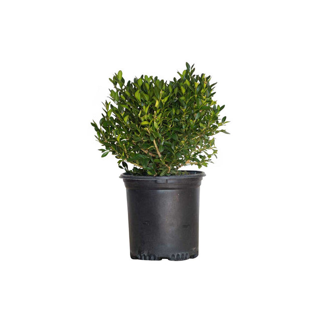 PlantsbyMail 2.5 G Boxwood Green Velvet