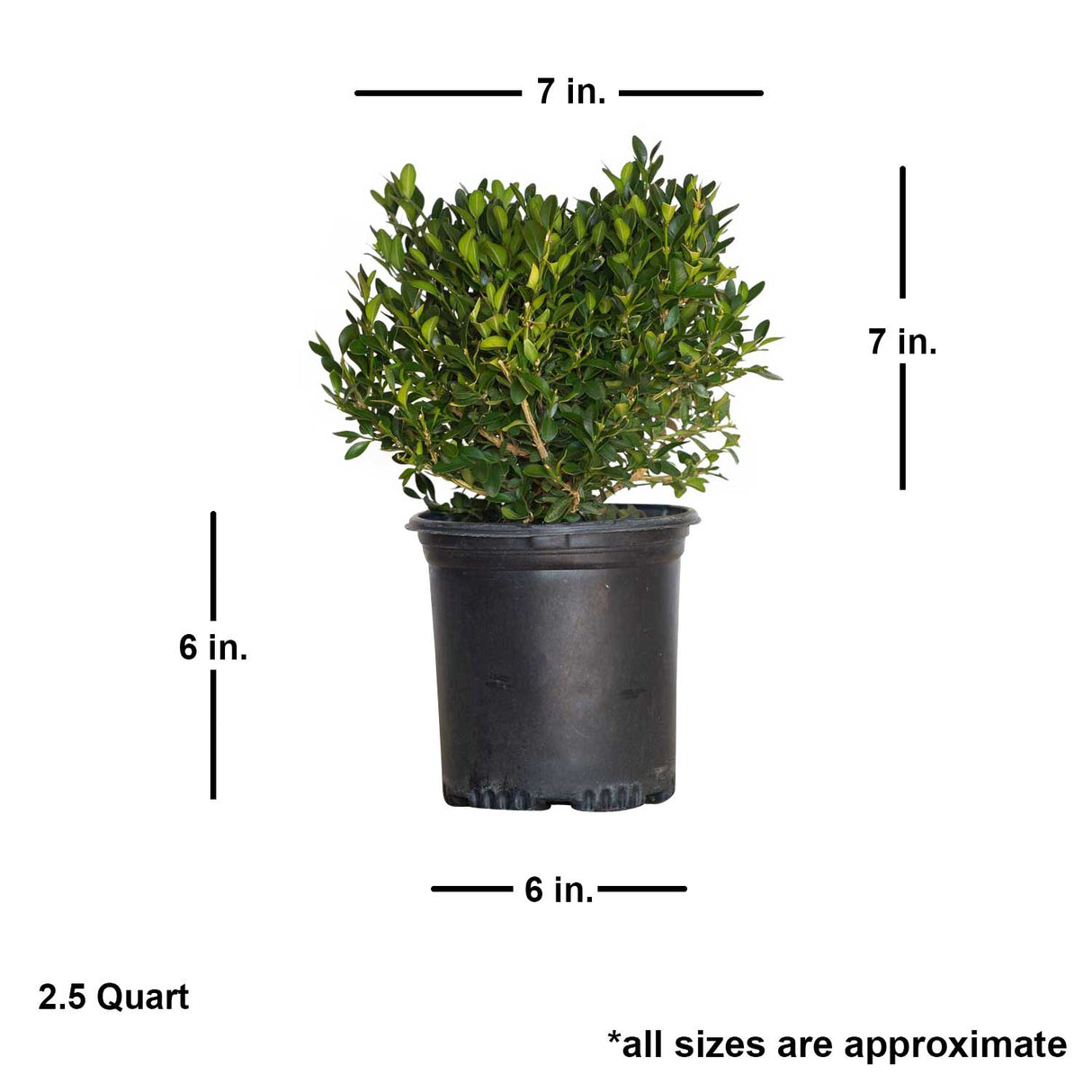 Green Velvet Boxwood Dimensions. Plant in a black pot