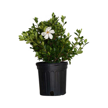 2.5 Quart Hardy Daisy Gardenia with white flower and evergreen foliage in a black nursery pot on a white background