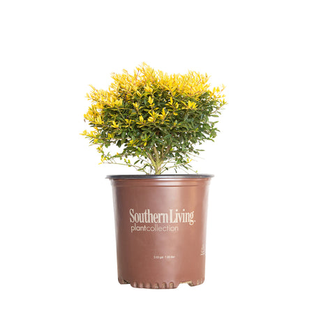 2 gallon touch of gold ilex for sale with golden foliage in a southern living pot on a white background