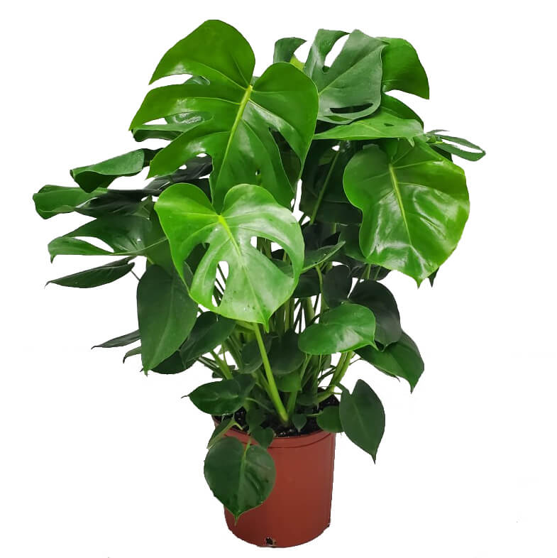 monstera deliciosa plant for sale with swiss cheese leaves in a brown nursery pot on a white background