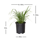 2.5 Quart My Fairh Maiden Grass with shipped product dimensions. Ships at approx 7-10 inches tall by 6-10 inches wide