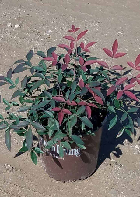 Nandina Flirt from the southern living plant collection for sale online