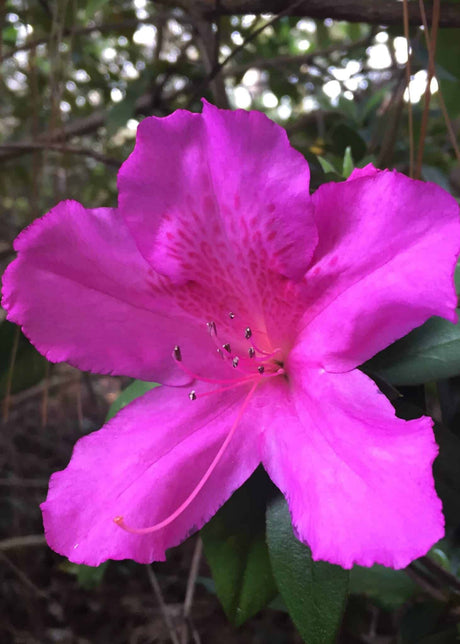 Purple Formosa Azalea for sale, purple flower with pink speckles