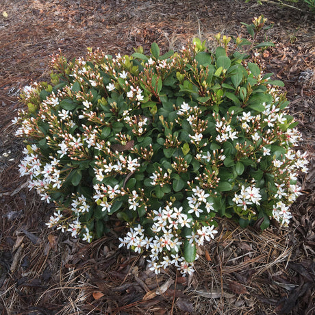 raphiolepis snowbank with light pink flowers and dark green evergreen foliage