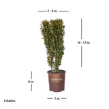 2 gallon red sky pencil holly shipped plant dimensions. Shipped plant is approx 14-17 inches tall and 7-9 inches wide