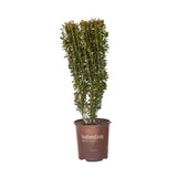 2 Gallon Red Sky Holly for sale with red tinted foliage and upright growth habit similar to Sky Pencil Holly. In a brown southern living plant collection container on a white background