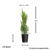 1 Gallon Spartan Juniper plant in a black pot with shipped plant dimensions listed as approx. 22 inches tall and 7 inches wide