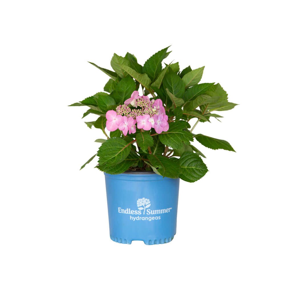 1 Gallon Twist-N-Shout Lacecap Hydrangea with pink bloom and green foliage in a blue Endless Summer Hydrangeas container on a white background