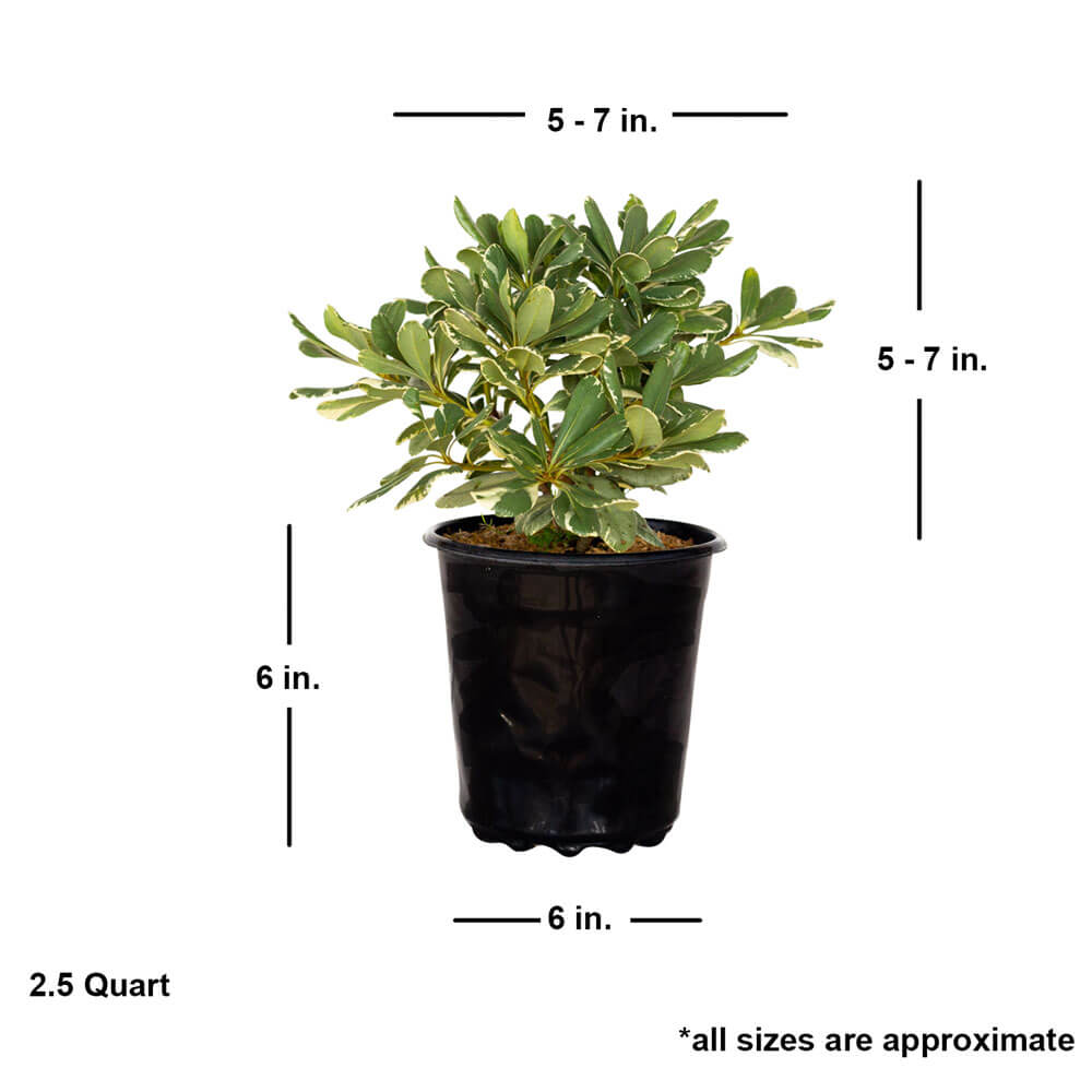 2.5 quart pittosporum variegated trees for sale dimensions when shipped. Approx. 5-7 inches tall and 5-7 wide