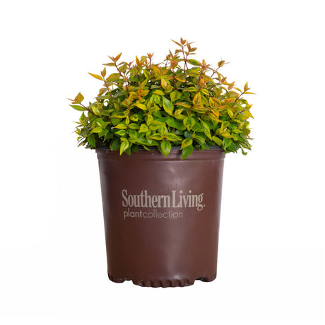 2 gallon abelia kaleidoscope for sale in a brown southern living plants