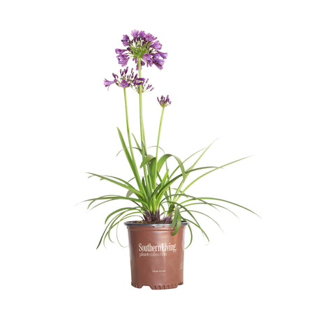 1.5 Gallon Ever Amethyst Agapanthus for sale with purple flowers on top of long stems and strappy green foliage. In a brown southern living plant collection container on a white background
