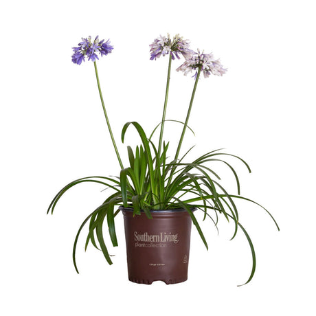 1.5 Gallon Ever Twilight Agapanthus for sale with purple and white flowers on large green stems above strappy green leaves. Plants in a southern living plants pot on a white background