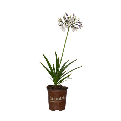 1 Gallon Ever Twilight Agapanthus for sale with white and purple flowers on a single stem above strappy green foliage in a southern living plants pot