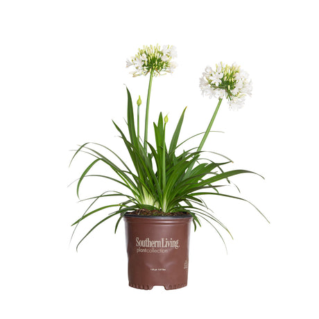 Ever White Agapanthus for sale with large white flowers on green stems above strappy green foliage in a brown southern living plants pot