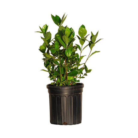 August beauty gardenia for sale in a black pot on a white background