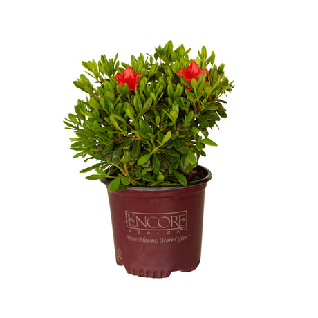 1 Gallon Autumn Sunset Encore Azalea with red blooms and bright green foliage in a maroon Encore Azalea brand pot on a white background