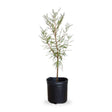 2.5 Gallon Bald Cypress Tree for sale with feathery foliage on a single brown trunk planted in a black nursery pot on a white background