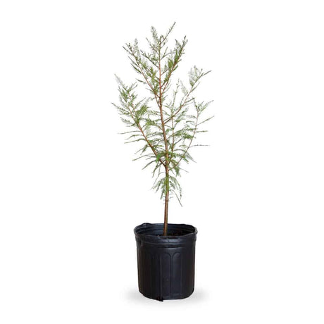 2.5 Gallon Bald Cypress Tree for sale with feathery foliage on a single brown trunk planted in a black nursery pot on a white background